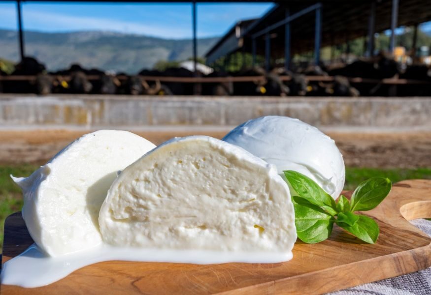 A Napoli torna il Bufala Fest, cinque giorni dedicati alla mozzarella  campana DOC